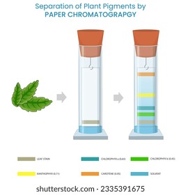 Separation of plant pigments by paper chromatography is a technique that isolates pigments based on their varying solubilities and migration rates on paper.