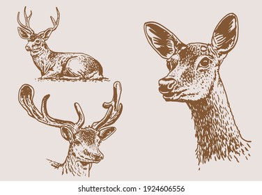 Sepia illustration of deers ,vector set 