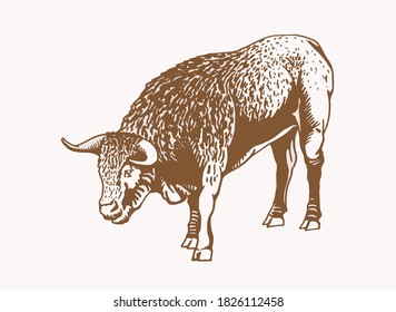 Sepia illustration of ox , symbol of new year 2021	