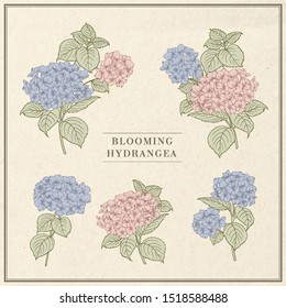 Sepia retro contour of hydrangea on beige background. Mop head hydrangea flower collection. Beautiful set of blooming flowers. Vector illustration.