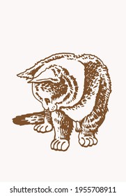 Sepia vector illustration of small kitten, pet