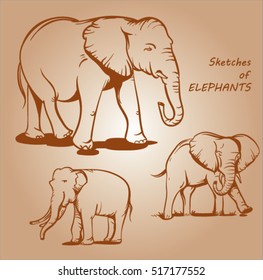 sepia vector sketch of elephant
