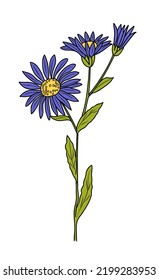 September birth month flower Aster colorful vector illustration. Botanical plant hand drawn outline colored sketch. Perfect for modern jewelry, logo, tattoo, prints, invitations, wall art design.