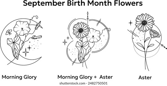 September Birth Month Flowers, Morning Glory And Aster Vector Illustrations