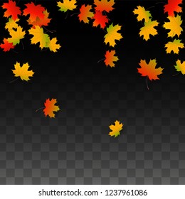 September Vector Background with Golden Falling Leaves. Autumn Illustration with Maple Red, Orange, Yellow Foliage. Isolated Leaf on Transparent Background. Bright Swirl. Suitable for Posters.