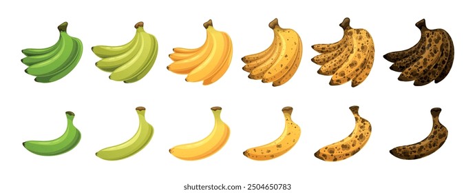 Sequence Of Bananas At Different Stages Of Ripeness, From Green And Unripe To Yellow And Fully Ripe, And Then To Brown