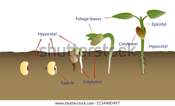 Sequence Bean Seeds Germination Soil Vector Stock Vector (Royalty Free ...