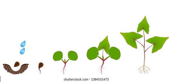 Sequence of a buckwheat plant growing isolated on white.
