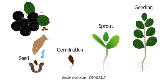 Sequence of a bush black chokeberry (Aronia melanocarpa) growing isolated on white.