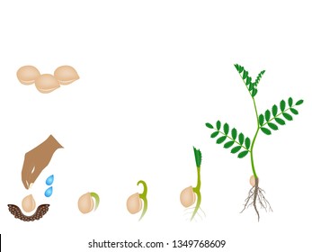 Sequence of a chickpea plant growing isolated on white.