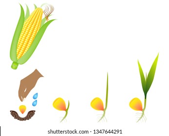 Sequence of a corn plant growing isolated on white.