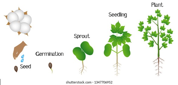Sequence of a cotton plant growing isolated on white.