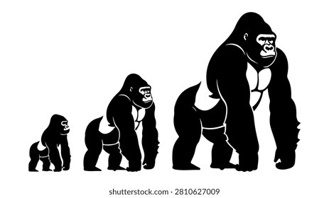 Sequence of gorilla growth stages from juvenile to mature adult showcasing physical development.