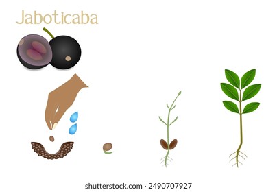 Sequence of a jaboticaba brazilian grape plant growing isolated on white.
