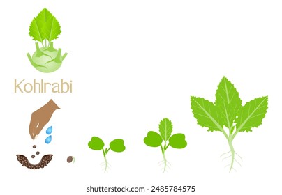 Sequence of a kohlrabi plant growing isolated on white.