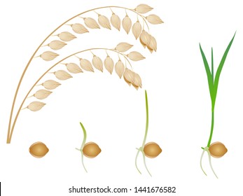 Sequence of millet plant growing isolated on white.