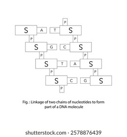 Sequence of nucleotides - Morphology of DNA - Scientific illustration for use in Books, Posters, Leaflets, Banners, Pamphlets, Newspapers etc