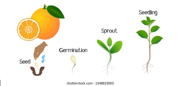 Sequence of an orange plant growing.