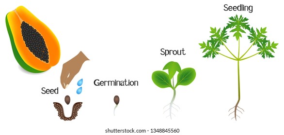 Sequence of a papaya plant growing isolated on white. 