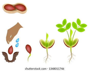 Sequence of a peanut plant growing isolated on white.