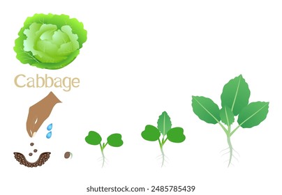 Sequence of a plant of a cabbage growing isolated on white.