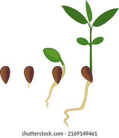 Sequence Plant Growth Stages Seed Sapling Stock Vector (Royalty Free ...