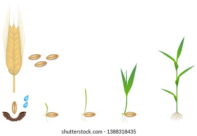 Sequence of a rye plant growing isolated on white.