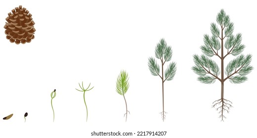 Sequence of scots pine tree growing isolated on white.