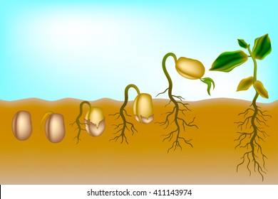 Secuencia de germinación de semillas. El crecimiento de las semillas
