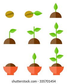 Sequence of seed germination on soil, evolution concept 