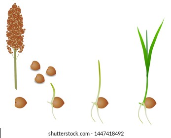 Sequence of sorghum plant growing isolated on white.