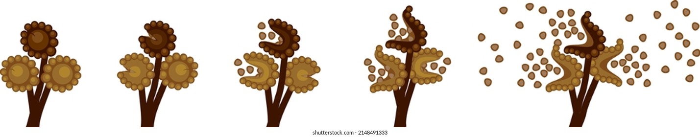 Sequence Of Stages Of Opening Of Fern Sporangium