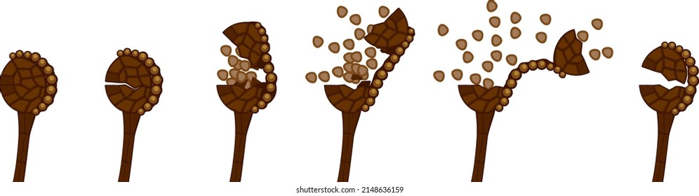 Sequence Of Stages Of Opening Of Fern Sporangium