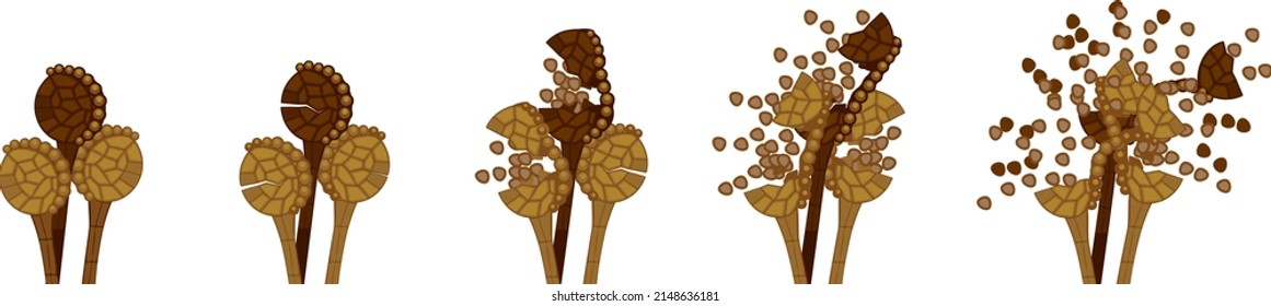 Sequence Of Stages Of Opening Of Fern Sporangium