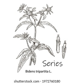 The sequence is three-part. Bidens tripartita. Medicinal herb, flowers with leaves. Vector illustration.