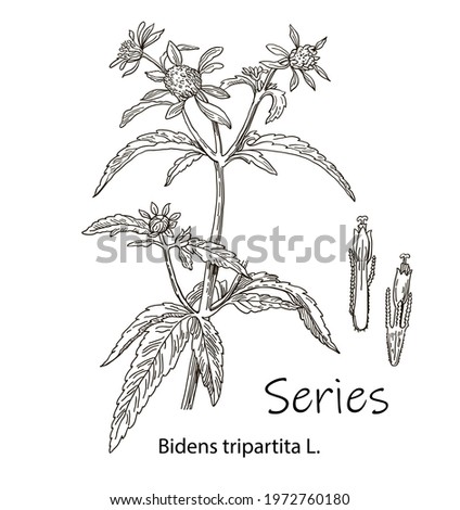 Similar – Image, Stock Photo Part of a sunflower blossom against the light