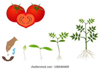 Sequence of a tomato plant growing isolated on white.