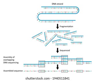 Sequencing a large DNA by reading many small fragments of DNA and then piecing them together to determine a continuous sequence