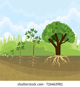 Sequential Stages Of Growth Of Plant From Seed To Tree. Plant Growth Stage