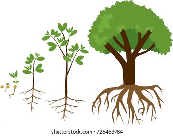 Sequential stages of growth of plant from seed to tree