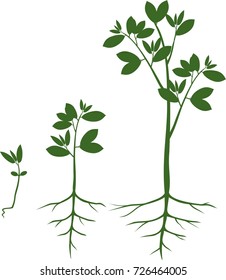 Sequential stages of growth of plant from seed to tree
