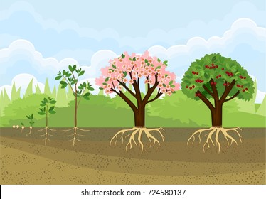 Sequential Stages Of Tree Growth From Seed To Tree With Fruits. Life Cycle Of A Cherry Tree 