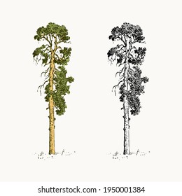 Sequoia big tree in vintage style. The national symbol of Greece. Hand drawn engraved sketch in vintage style. Template for cards, labels or web sites.