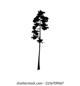 Sequoia, biggest tree in the world illustration. Sequoiadendron giganteum symbol. Vector.