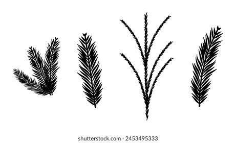 Sequoia leaf, black isolated silhouette