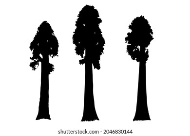 Sequoia trees illustration. giant sequoia; also known as giant redwood, Sierra redwood, Sierran redwood, Wellingtonia or simply big tree. Various shapes.  Vector.