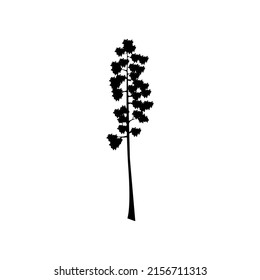 Sequoia trees illustration. giant sequoia; also known as giant redwood, Sierra redwood, Sierran redwood, Wellingtonia or simply big tree. vector