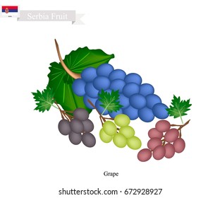 Serbia Fruit, Ripe and Sweet Grape. One of The Most Famous Fruits of Serbia.