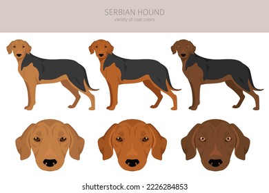 Serbian Hound clipart. All coat colors set.  All dog breeds characteristics infographic. Vector illustration