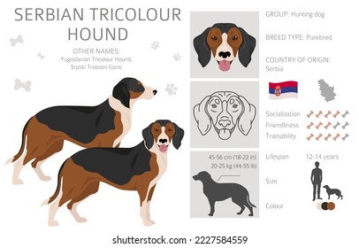 Serbian Tricolor Hound clipart. All coat colors set.  All dog breeds characteristics infographic. Vector illustration